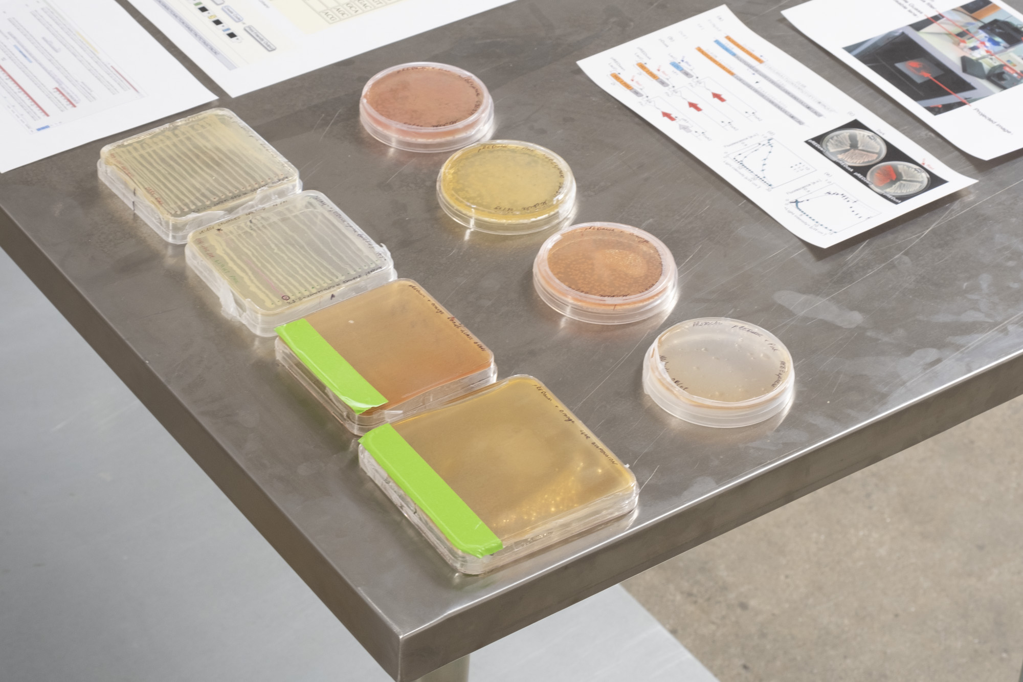 Petri Dishes